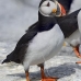 puffin_atlantic_msi_v_1170_can0790.jpg